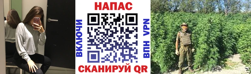 Канабис ГИДРОПОН Кирсанов